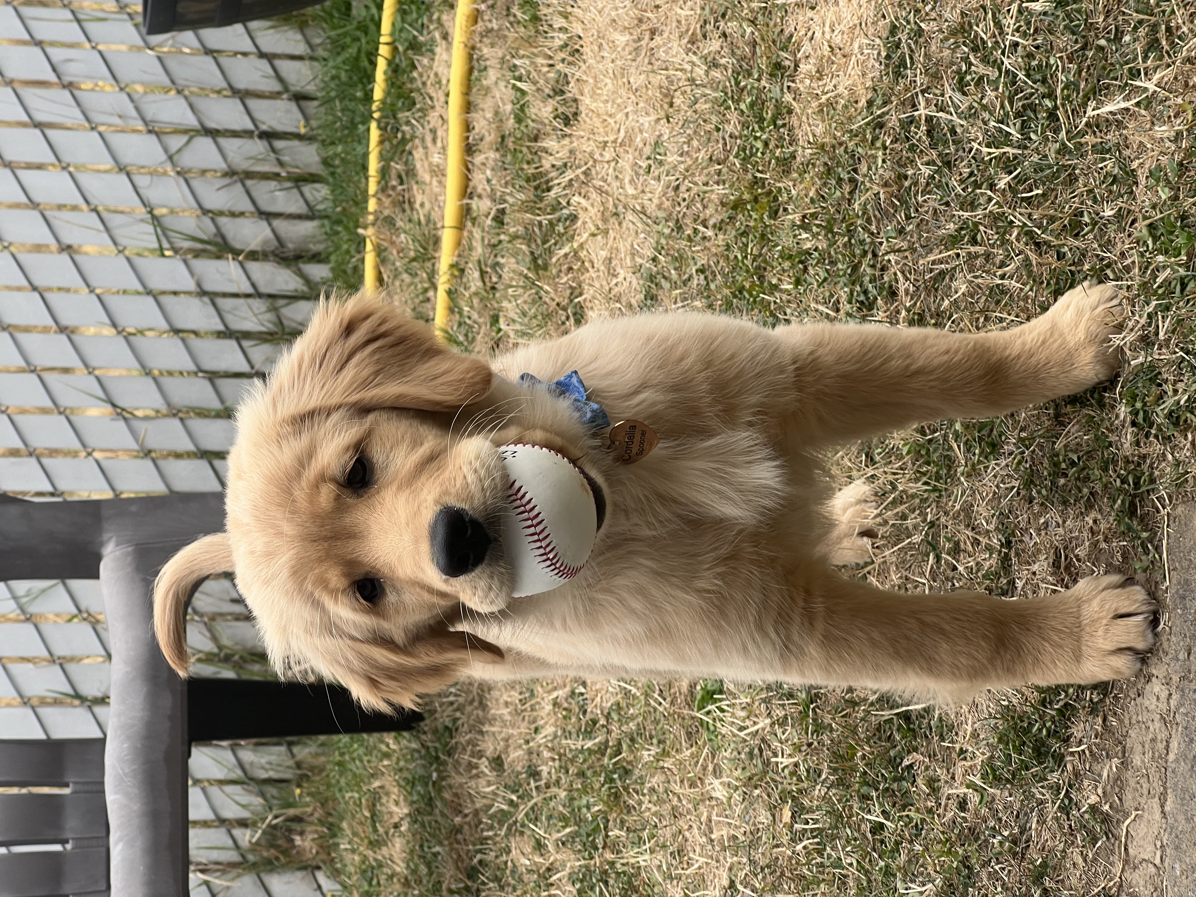 Cordelia standing in the yard with a baseball in her mouth